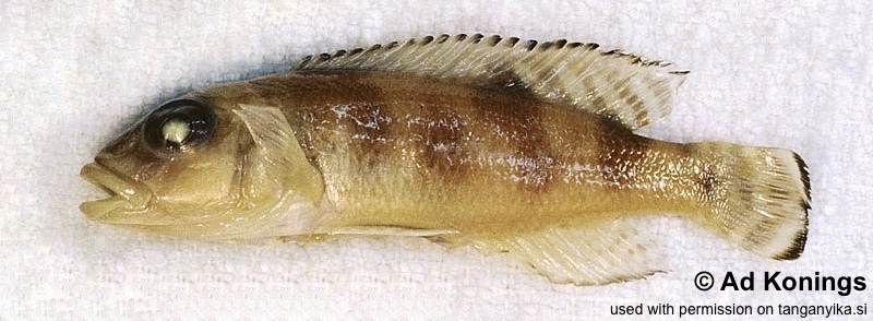Lepidiolamprologus meeli 'Katibili'
